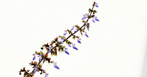 Low angle view of flowers against clear sky