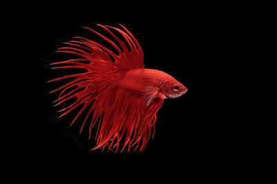 Close-up of red fish against black background