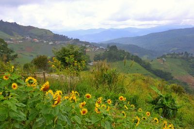 Scenic view of field and mountains against sky