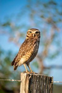 Close-up of bird perching on wood