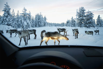 Reindeer on winter road seen through car windshield