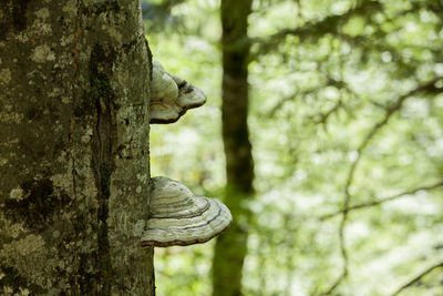 Close-up of squirrel on tree trunk