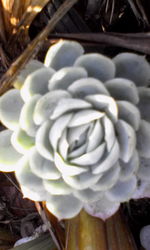 Close-up of flowers