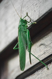 High angle view of insect on leaf