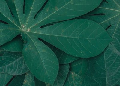 Full frame shot of green leaves