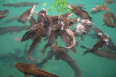 High angle view of fishes swimming in sea