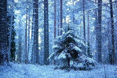 Snow covered trees in forest