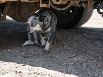 View of a dog on road