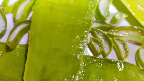 Close-up of wet green leaves on plant