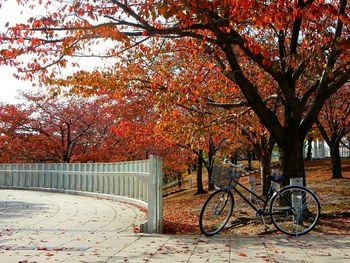 Cars parked in front of trees