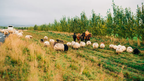 Hay bales in a field