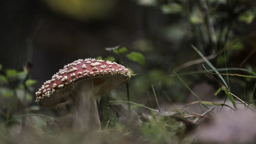 Close-up of mushroom on field