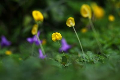 Close-up of purple and yellow flowering plant on field