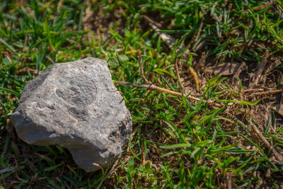 Close-up of grass