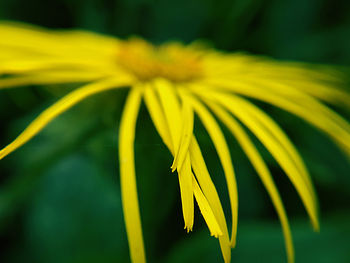 Close-up of yellow flowering plant