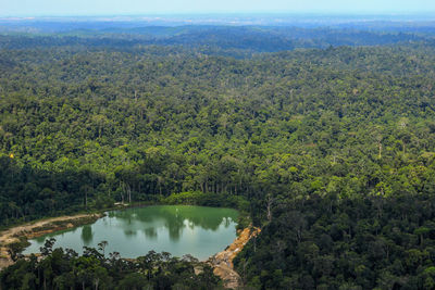 High angle view of trees in forest against sky