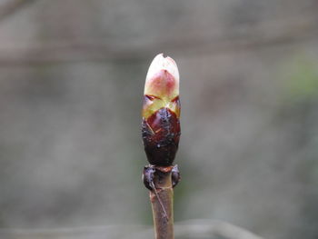 bud
