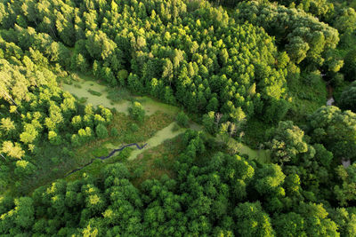 High angle view of trees in forest