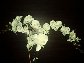 Close-up of white rose on leaves against black background