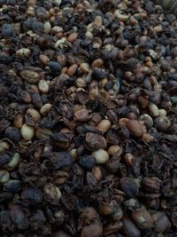 Full frame shot of coffee beans