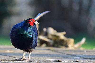 Portrait of a melanistic pheasant on a patio