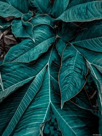 Full frame shot of leaves