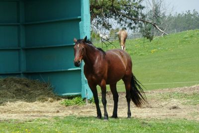 Horse standing in ranch