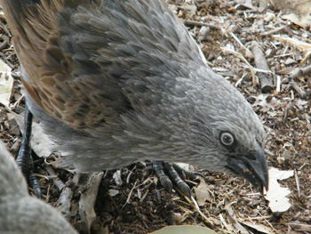 Close-up of a bird