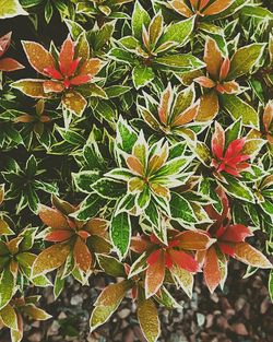 Close-up high angle view of leaves