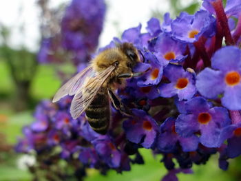 Close-up of honey bee pollinating on purple flower