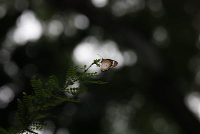 Close-up of insect on plant