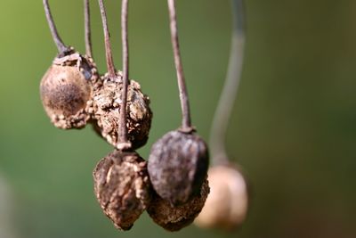 Close-up of crab hanging on plant