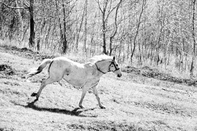 Horse running on grass