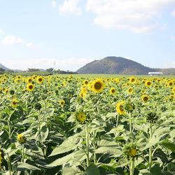 Sunflowers in field