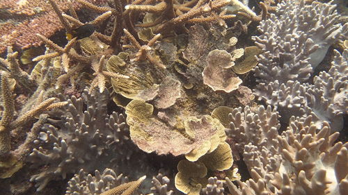 Close-up of fish underwater