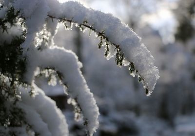 Close-up of ice on branch