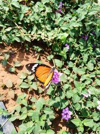 Butterfly on plant