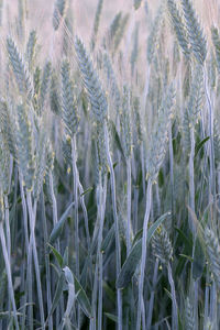 Close-up of wheat growing on field