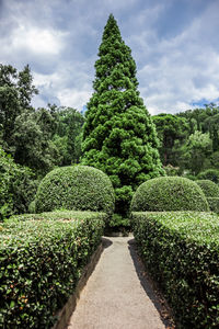 Plants growing in garden