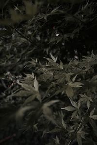 Full frame shot of leaves on field