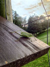 Close-up of insect on wood against sky