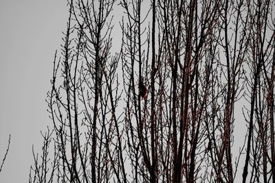 Low angle view of bare trees against sky