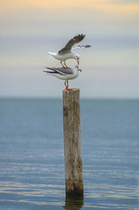 Seagull flying over wooden post in sea against sky