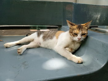 High angle view of cat resting