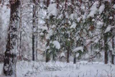 Close-up of snow covered pine tree