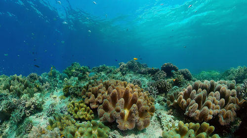 undersea