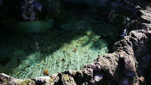 High angle view of turtle swimming in sea