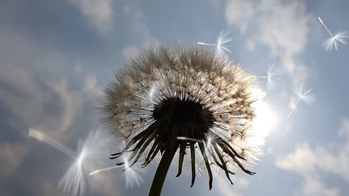 Close-up of wilted dandelion against sky