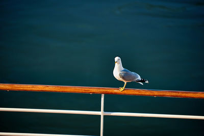 Close-up of seagull perching on railing