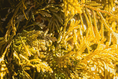 Thuja occidentalis known as gold drop shines brightly with the sun shining today